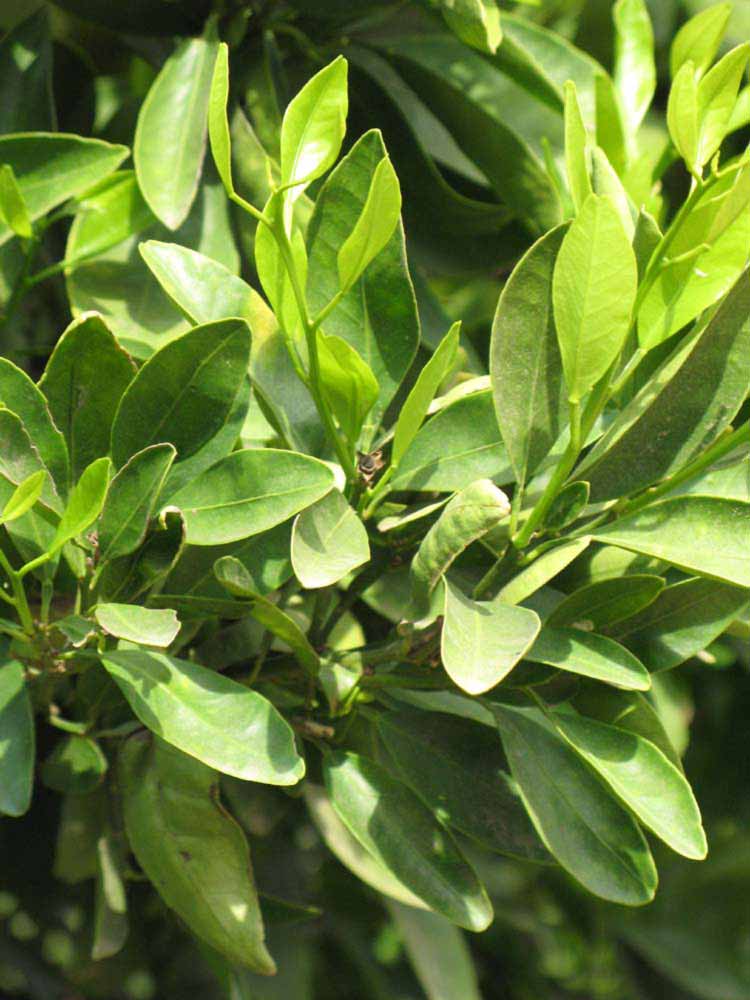              Sun leaves (Riverside, CA)       